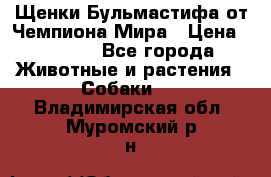 Щенки Бульмастифа от Чемпиона Мира › Цена ­ 1 000 - Все города Животные и растения » Собаки   . Владимирская обл.,Муромский р-н